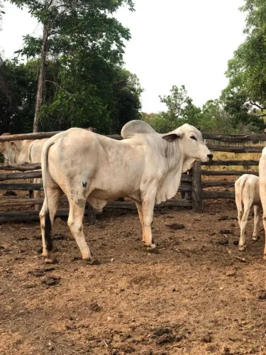 Touro Tabapuã PO