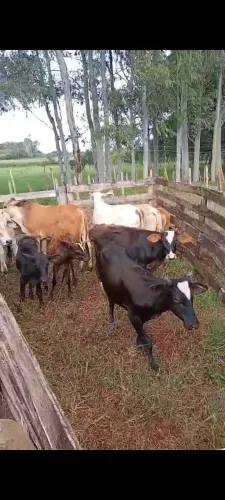 Bezerros
