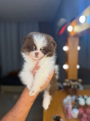 Lulu da pomerania macho 