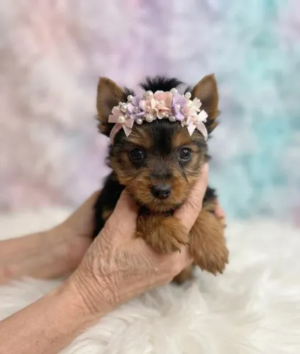 Yorkshire Ffêmea Mini Encantadora