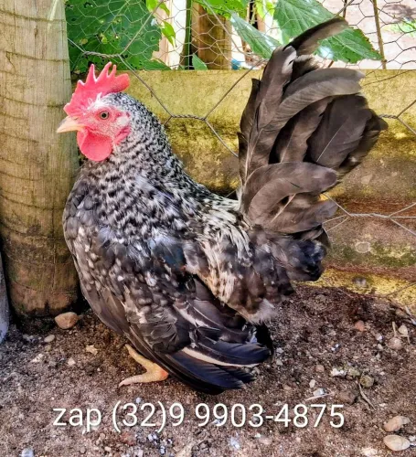 Casal de mini garnizé jovens.  Galinha polaca