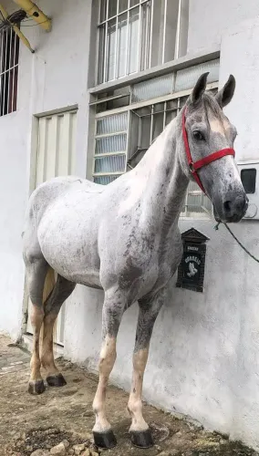 Vendo cavalo marcha picada castrado