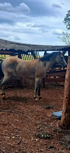 Cobertura de garanhão