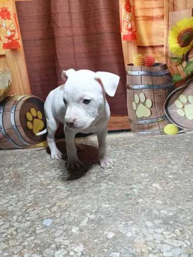 Pit bull