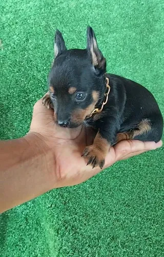 Pinscher vacinação importada macho