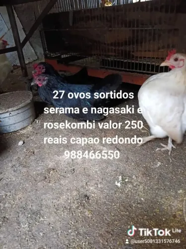 Ovos serama e nagasaki e rosekomb