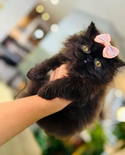 Gato persa