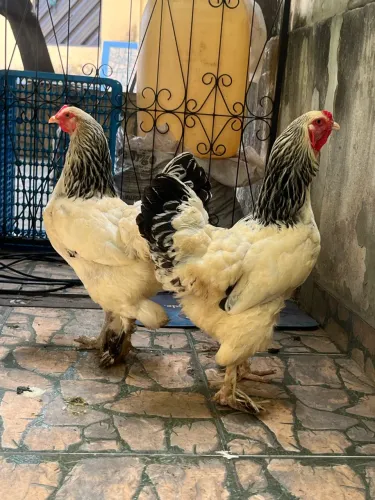 Galinha