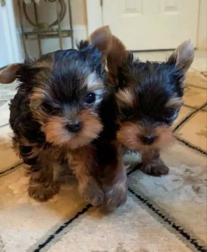 Filhote de Yorkshire Terrier