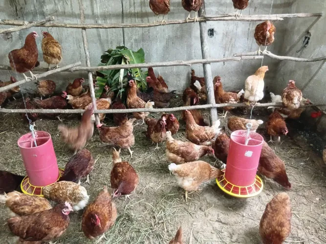 Vendo  galinhas poedeiras isa Brown com 200 dias de vida vacinada e livre de doencas....