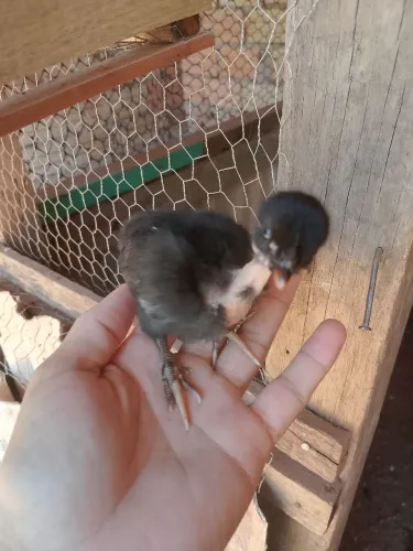 Pintinhos