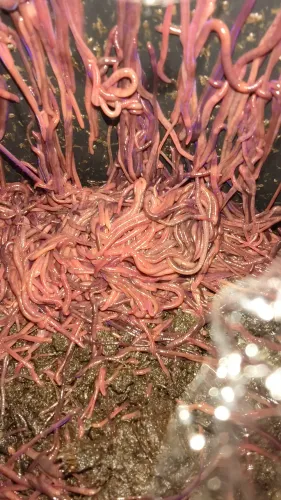 Alimento vivo