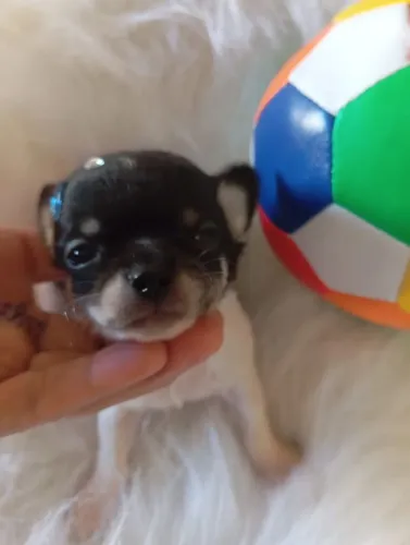Baby chiuauha macho