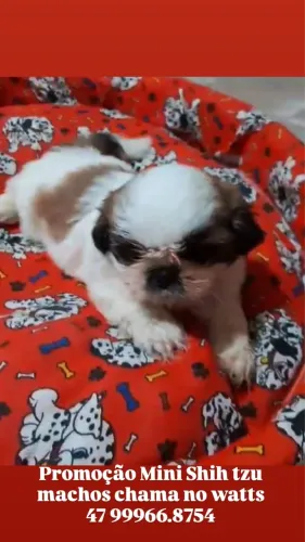 Shih-tzu femea com 48 dias branca e marrom vacinada