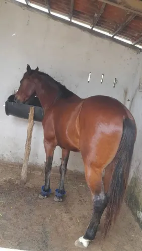 Cavalo a venda