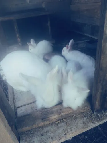 Vendo casal de coelhos