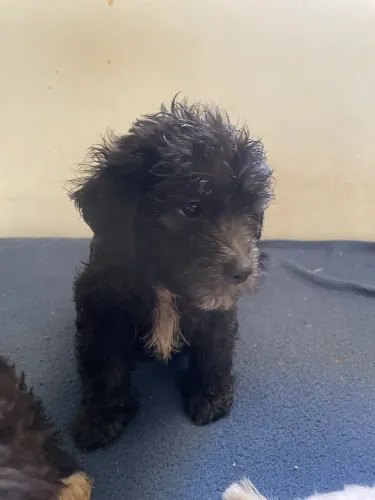 Filhotes de poodle com maltês 