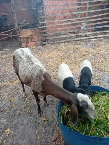 Ovelha de terceiro parto parida com casal de borregos dop
