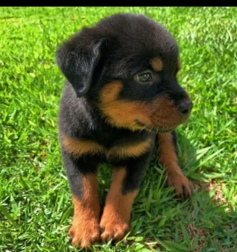 Lindos Filhotes de Rottweiler | Esperando por um Novo Lar