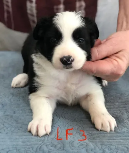 Filhotes de Border Collie | Fofura que conquista no primeiro olhar.