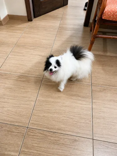 Spitz alemã anão fêmea 
