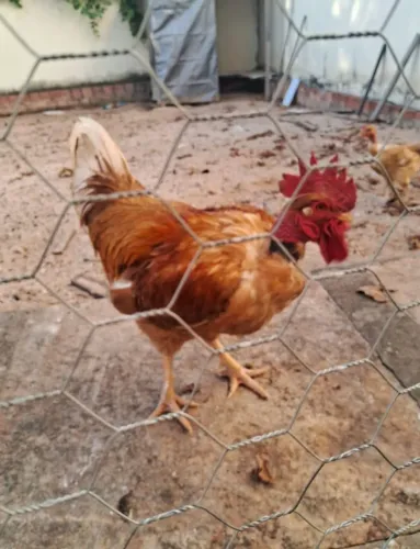 Vendo Galo da Raça Rhode Island