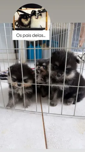Filhotes de cachoroo (lulu da pomeranha)