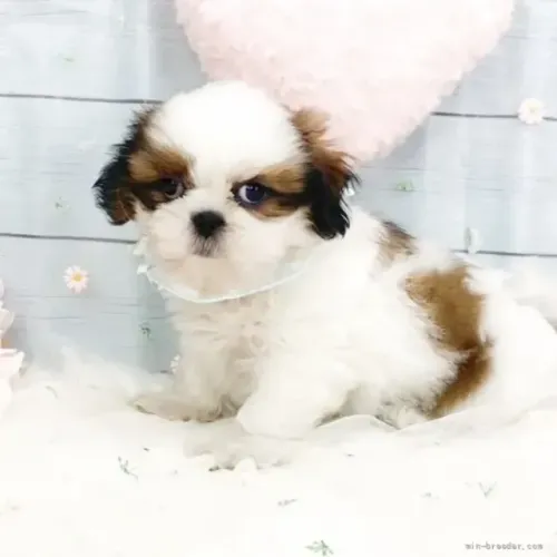 Shih Tzu/ Shitzu filhotes mini e brincalhões baby macho e fêmea com pedigree