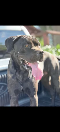CANE CORSO Filhotes Disponíveis