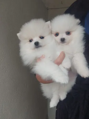 Cachorro Lulu da Pomerania pronto pra alegrar seu lar hoje
