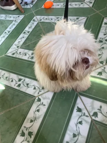 Shih Tzu macho - 5 meses