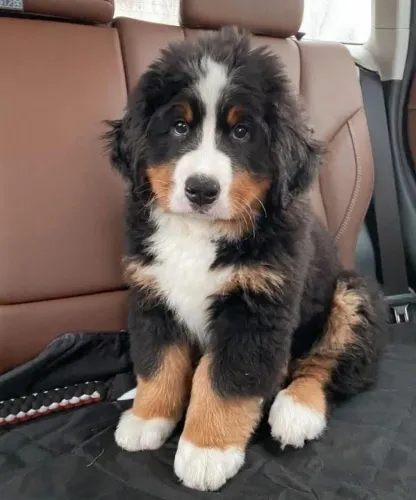Filhotes de Bernese | Feito para criar memórias especiais.