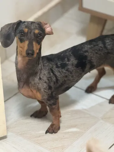 Cachorro