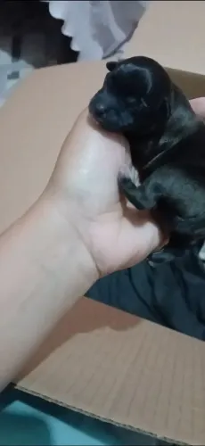 Pinscher