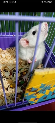 doação de ratinha twister