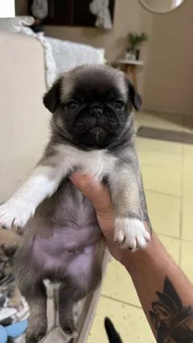 Pug Macho 700,00