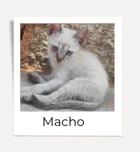 DOAÇÃO DE GATINHOS