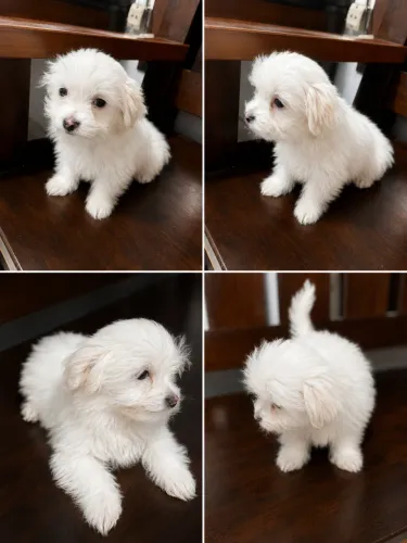 Cachorrinho a venda