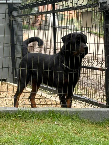 Rottweiler para reserva 