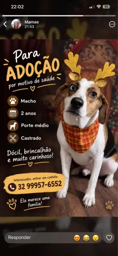 Doação de vira lata