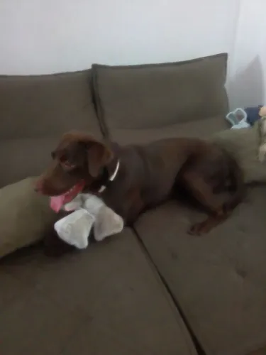 Doação consciente Labrador
