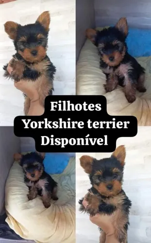 Yorkshire terrier
