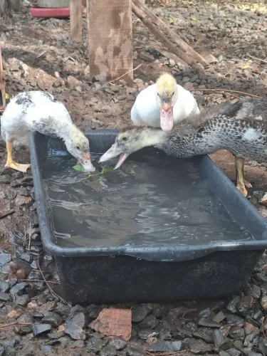 Frango, pintinhos e patos