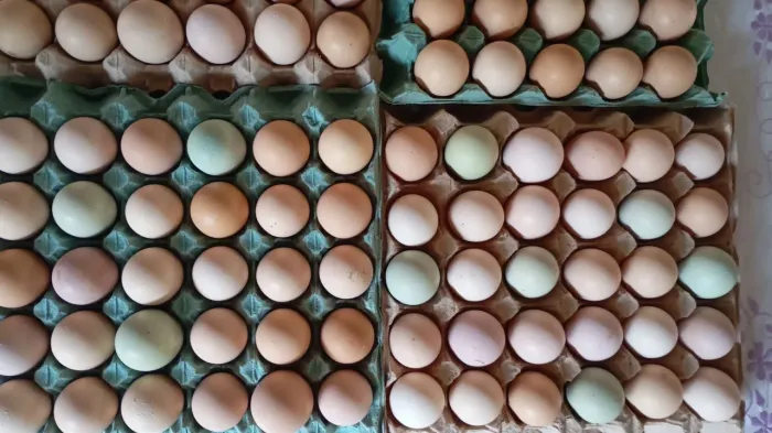 Ovos galados
