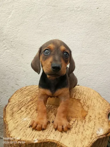 Filhote de dachshund-mini macho(salsicha)