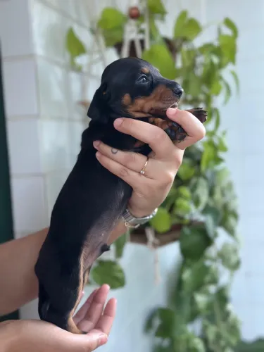 cachorro salsicha (dachshund)