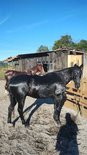 Bom