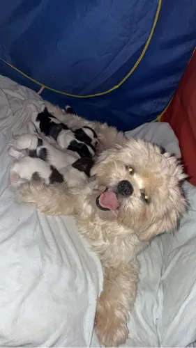 Vendo filhotes de shih tzu