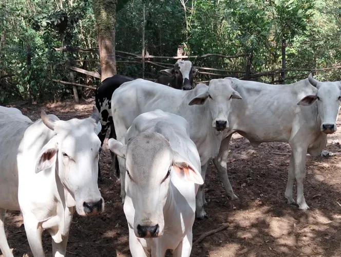 Vendo gado.