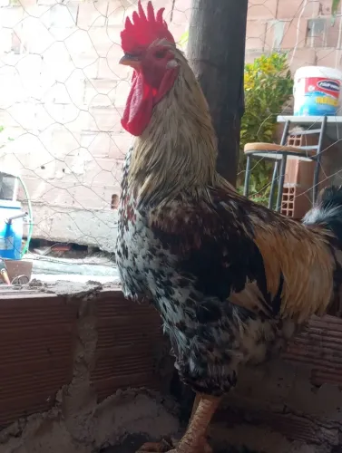 Lindo galo 